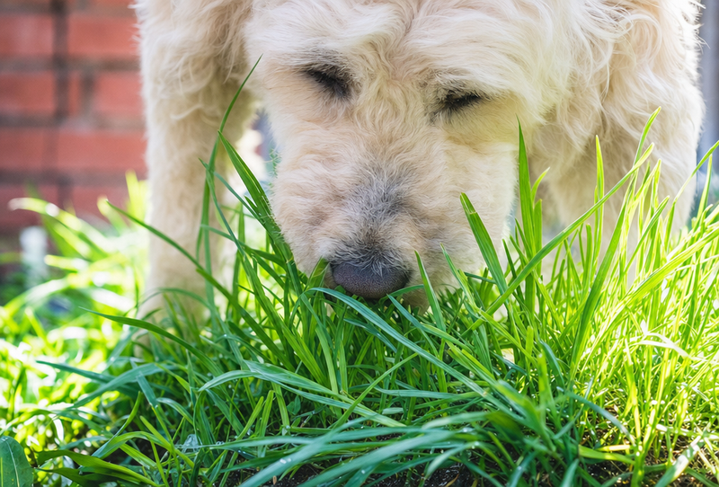 Reported less grass cravings
